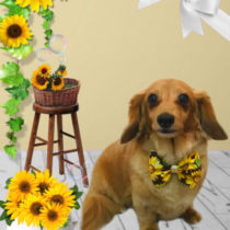 カニヘンダックス