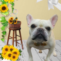 フレンチブルドッグ