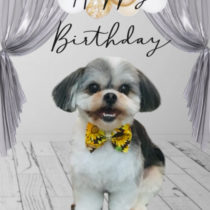 シーズー×マルチーズmix