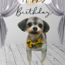 マルチーズ×チワワmix