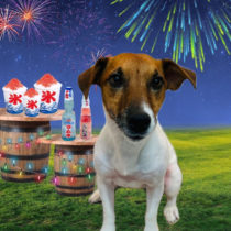 ジャックラッセルテリア