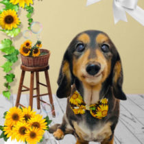 Mダックスフント