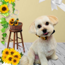 マルチーズ×トイプードルmix