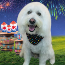 ホワイトテリアミニチュアシュナウザー