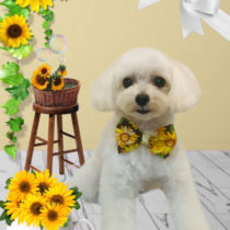 マルチーズ×トイプードルmix