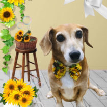 トイプードル×ジャックラッセルテリア