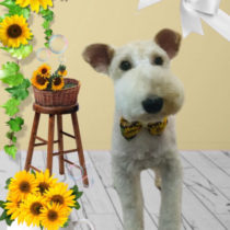 ワイヤーフォックステリア