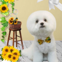 マルチーズ×チワワmix