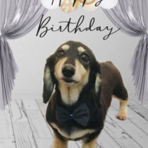 Mダックスフント