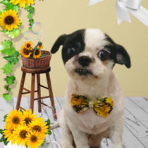 シーズー×チワワmix