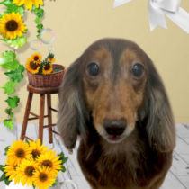 ダックスフンド