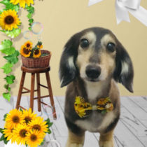 Mダックスフント