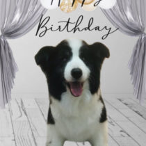 ボーダーコリー