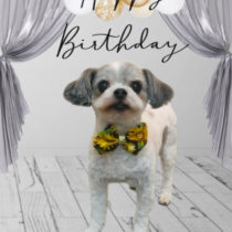 マルチーズ×チワワmix