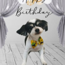 マルチーズ×チワワmix