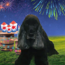 イングリッシュコッカースパニエル