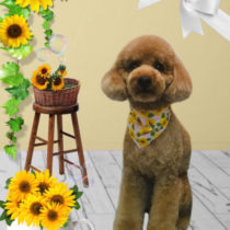 ミニチュアプードル