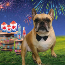 フレンチブルドッグ