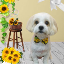 キャバリア×マルチーズmix