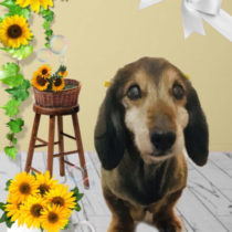 Mダックスフント