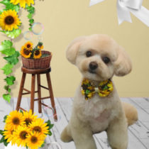 ポメラニアン×トイプードルmix