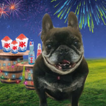 フレンチブルドッグ