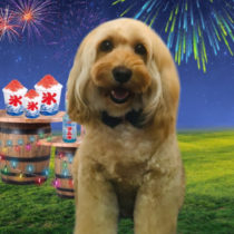 オーストラリアンラブラドゥードル