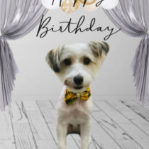 ジャックラッセルテリア