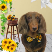 Mダックスフント