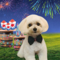 マルチーズ×トイプードルmix