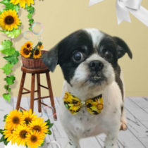 シーズー×チワワmix