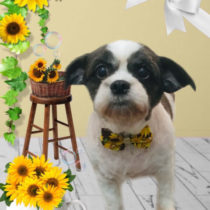 シーズー×チワワmix