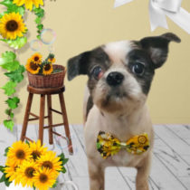 シーズー×チワワmix