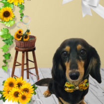 カニンヘンダックス