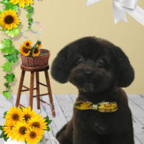 チワワ×トイプードルmix