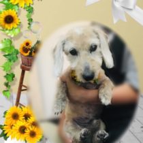 Mダックスフント