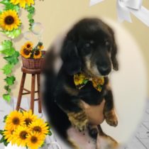 Mダックスフント