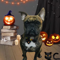 フレンチブルドッグ