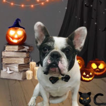 フレンチブルドッグ