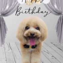 マルチーズ×トイプードル