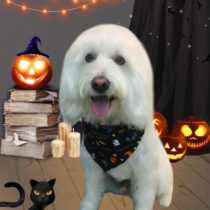 Mシュナウザー×ウェスティmix