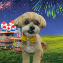 シーズー×トイプードル