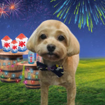 マルチーズ×トイプードルmix