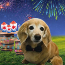 Ｍダックスフント