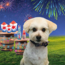 マルチーズ×トイプードルmix