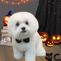 マルチーズ×チワワ