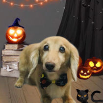 ミニチュダックスフンド