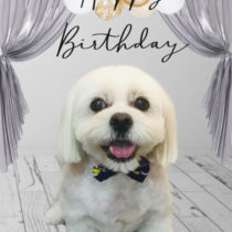 ペキニーズ×ビションフリーゼmix