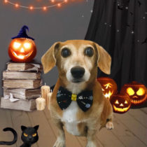 トイプードル×ジャックラッセルテリアMIX