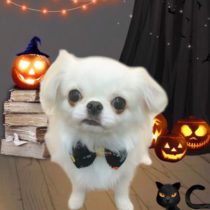 ペキニーズ×チワワ